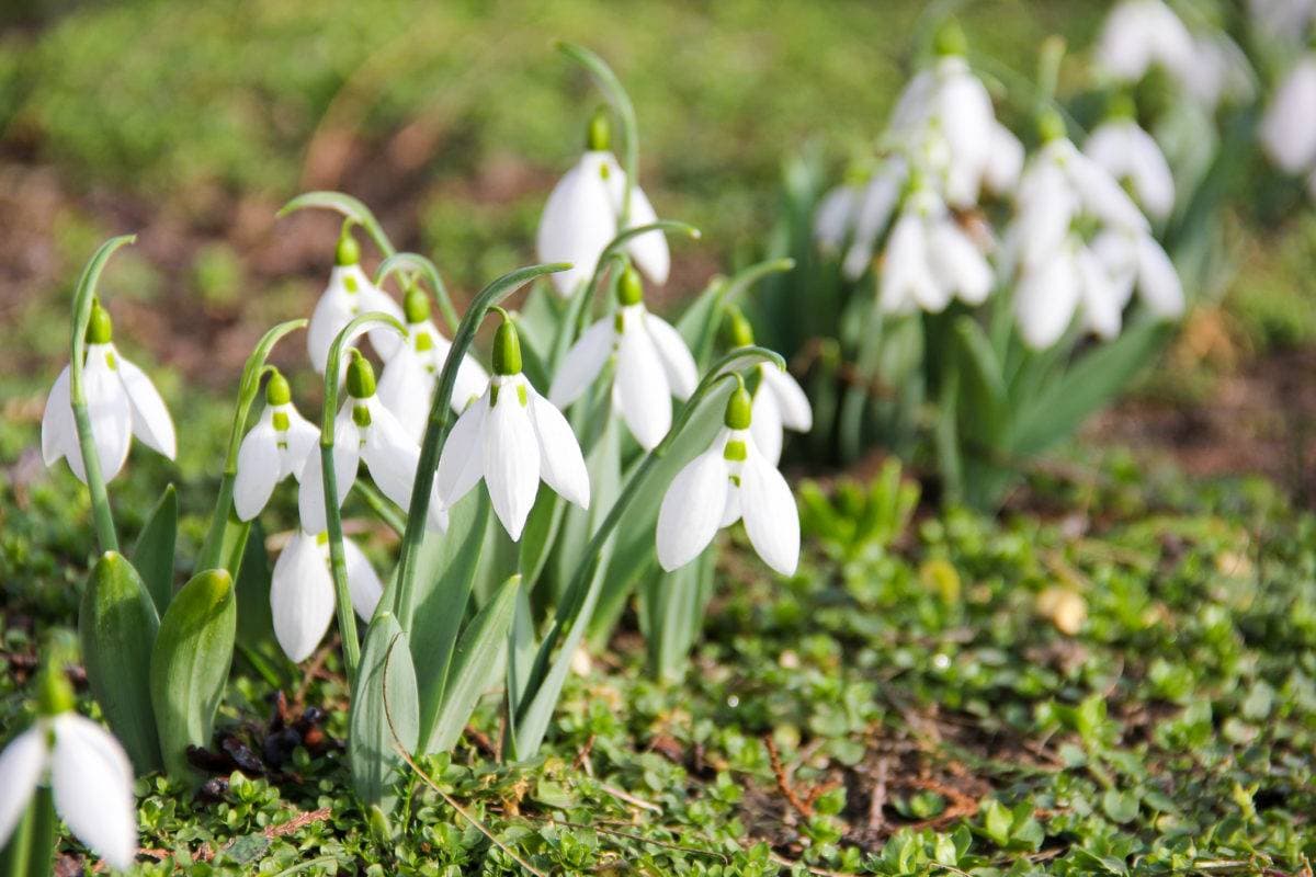White flowers