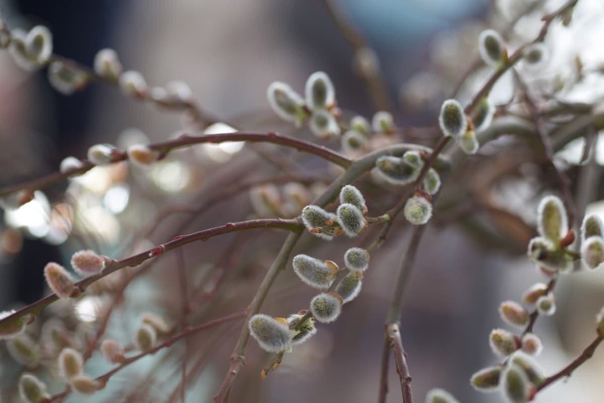 Regler for de røde dagene